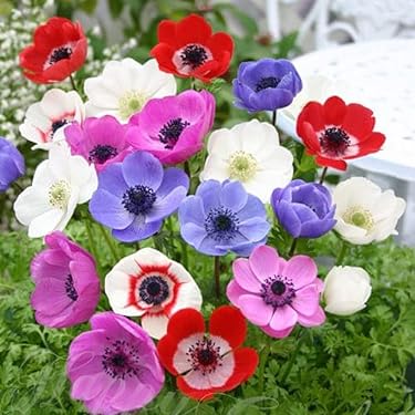 Amazon.co.jp 最新リリース: 園芸用種・苗 の新着ランキングです。